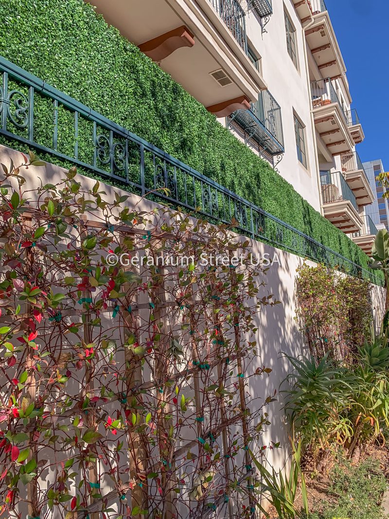 Residential privacy hedge installation